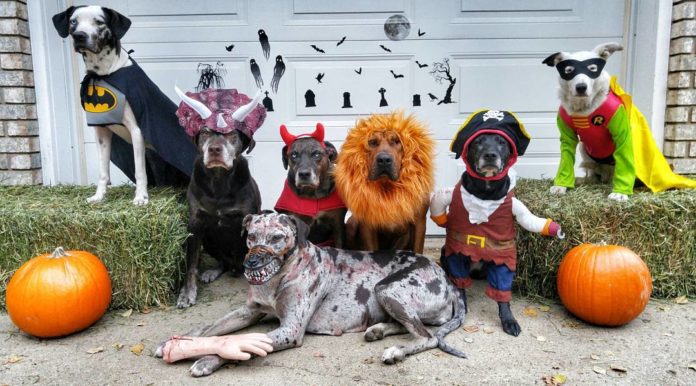 Halloween Pets Costumes - Instagram - cardicatahoulas